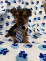 Tucker , a male Yorkshire Terrier for sale in Merritt Island, FL – Photo 1 of 7