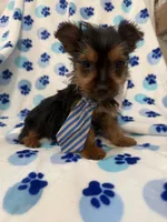 Tucker , a male Yorkshire Terrier for sale in Merritt Island, FL – Photo 7 of 7
