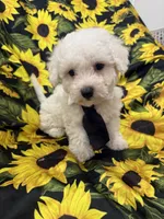 Milo , a male Bichon Frise for sale in Merritt Island, FL – 8 of 10