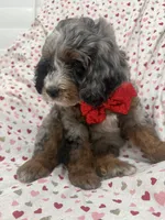 Merlin , a male Miniature Bernedoodle for sale in Merritt Island, FL – 9 of 10