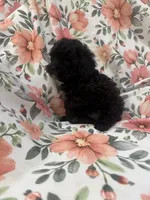 Oreo , a male Shihpoo for sale in Merritt Island, FL – 3 of 8