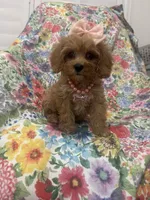 Scarlett, a female Poodle - Miniature  and Cavachon for sale in Merritt Island, FL – 3 of 10