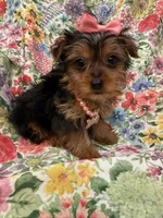 Violet , a female Yorkshire Terrier for sale in Merritt Island, FL – 5 of 7