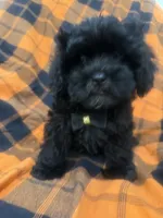 Zander , a male Shihpoo for sale in Merritt Island, FL – 6 of 10
