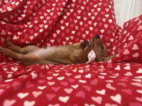 Scrappy , a male Miniature Dachshund for sale in Merritt Island, FL – 4 of 7