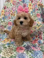 Marley , a female Cavapoo for sale in Merritt Island, FL – 2 of 10