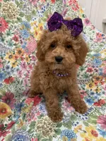 Violet , a female Poodle - Miniature  for sale in Merritt Island, FL – 7 of 10