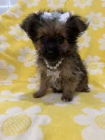 Lilly , a female Yorkipoo for sale in Merritt Island, FL – 8 of 9