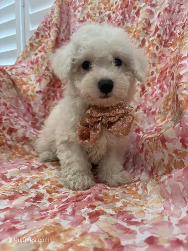 Scooter  – Bichon Frise puppy for sale in Merritt Island, FL