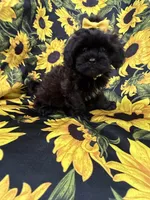 Jade , a female Shihpoo for sale in Merritt Island, FL – 2 of 10