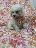 Remi , a male Maltipoo for sale in Merritt Island, FL – 5 of 8