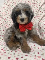 Merlin , a male Miniature Bernedoodle for sale in Merritt Island, FL – 8 of 10
