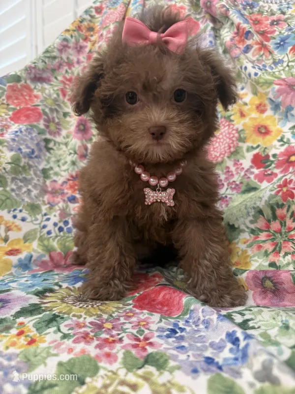 Lexi  – Shihpoo puppy for sale in Merritt Island, FL