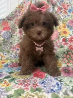 Lexi , a female Shihpoo for sale in Merritt Island, FL – 1 of 10