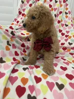 Jordan , a male Poodle - Miniature  for sale in Merritt Island, FL – 2 of 10