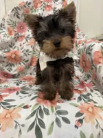 Snickers , a male Yorkshire Terrier for sale in Merritt Island, FL – 9 of 9