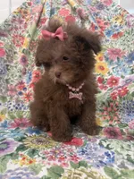 Lexi , a female Shihpoo for sale in Merritt Island, FL – 3 of 10