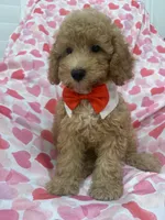 Simba , a male Poodle - Miniature  for sale in Merritt Island, FL – 4 of 10