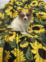 Paige , a female Pomeranian for sale in Merritt Island, FL – 6 of 10