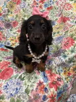 Haley , a female Miniature Dachshund for sale in Merritt Island, FL – 9 of 10