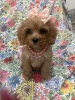 Scarlett, a female Poodle - Miniature  and Cavachon for sale in Merritt Island, FL – 7 of 10