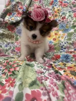 Paisley , a female Pomeranian for sale in Merritt Island, FL – 3 of 10
