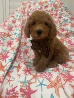 Cooper, a male Poodle - Miniature  for sale in Merritt Island, FL – 6 of 10