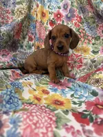 Peebles , a female Miniature Dachshund for sale in Merritt Island, FL – 10 of 10