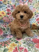 Bella , a female Maltipoo for sale in Merritt Island, FL – 6 of 7