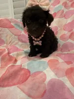 Zoey , a female Poodle - Toy  for sale in Merritt Island, FL – 1 of 2