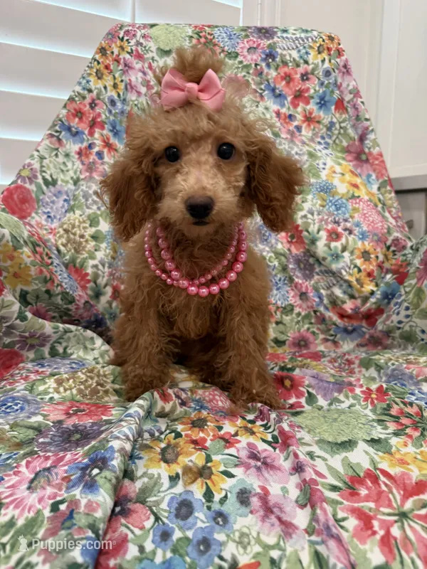 Madison  – Poodle - Miniature  puppy for sale in Merritt Island, FL