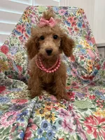 Madison , a female Poodle - Miniature  for sale in Merritt Island, FL – 1 of 7