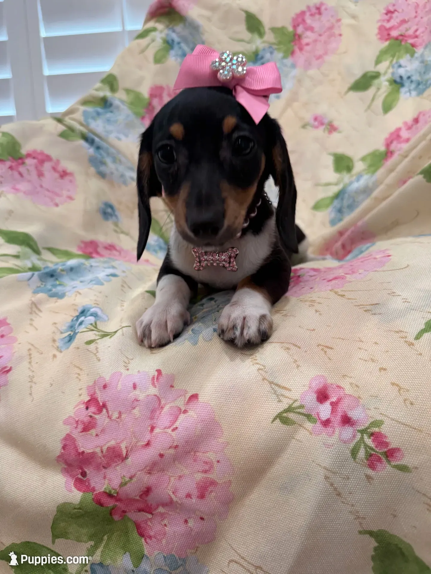 Lilly, a female Miniature Dachshund for sale in Merritt Island, FL – 2 of 9