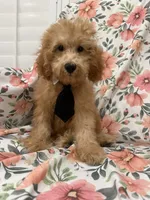 Cooper , a male Poodle - Miniature  for sale in Merritt Island, FL – 4 of 9