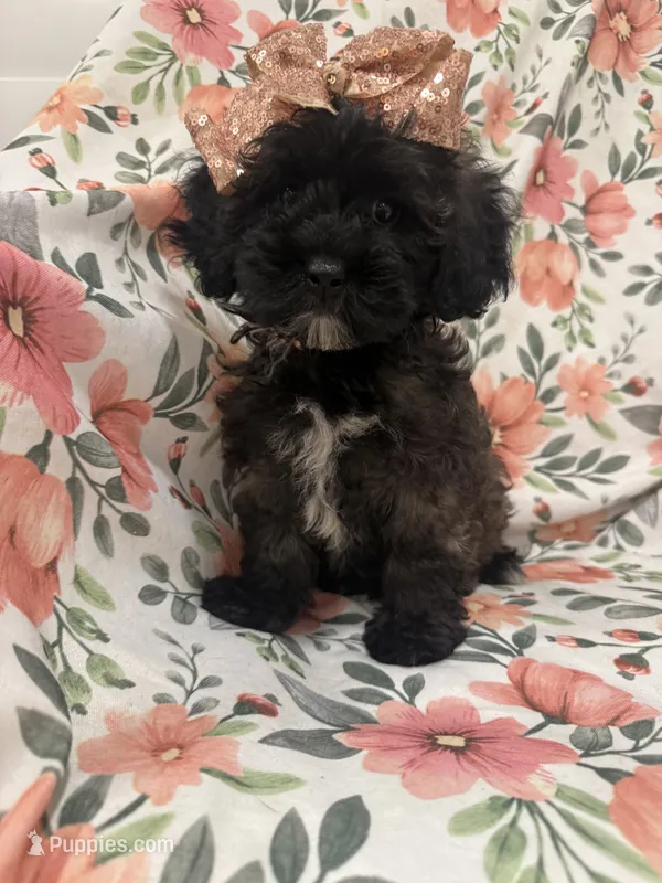 Zoey  – Shihpoo puppy for sale in Merritt Island, FL