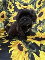Jade , a female Shihpoo for sale in Merritt Island, FL – 6 of 10