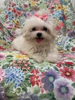 Lilly , a female Mal Shi for sale in Merritt Island, FL – 9 of 9