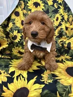 Cooper, a male Goldendoodle for sale in Merritt Island, FL – 2 of 8