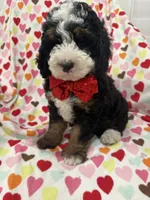 Snickers , a male Miniature Bernedoodle for sale in Merritt Island, FL – 10 of 10