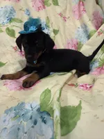 Daisy , a female Miniature Dachshund for sale in Merritt Island, FL – 8 of 8