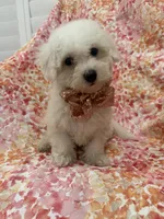 Scooter , a male Bichon Frise for sale in Merritt Island, FL – 5 of 6