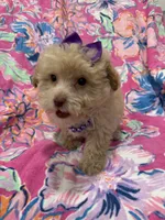 Lilly , a female Yorkipoo for sale in Merritt Island, FL – 6 of 10