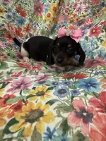 Lilly, a male Miniature Dachshund for sale in Merritt Island, FL – Photo 2 of 8