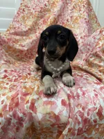 Lilly, a female Miniature Dachshund for sale in Merritt Island, FL – 8 of 9