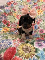 Lilly, a male Miniature Dachshund for sale in Merritt Island, FL – Photo 3 of 8