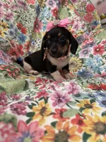 Lilly, a male Miniature Dachshund for sale in Merritt Island, FL – Photo 6 of 8