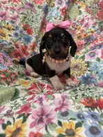 Lilly, a male Miniature Dachshund for sale in Merritt Island, FL – Photo 4 of 8