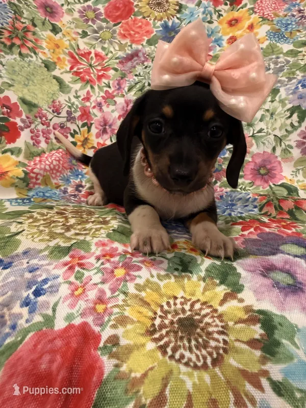 Lilly – Miniature Dachshund puppy for sale in Merritt Island, FL