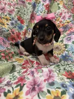 Lilly, a male Miniature Dachshund for sale in Merritt Island, FL – Photo 5 of 8