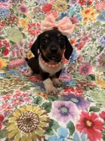 Lilly, a male Miniature Dachshund for sale in Merritt Island, FL – Photo 8 of 8